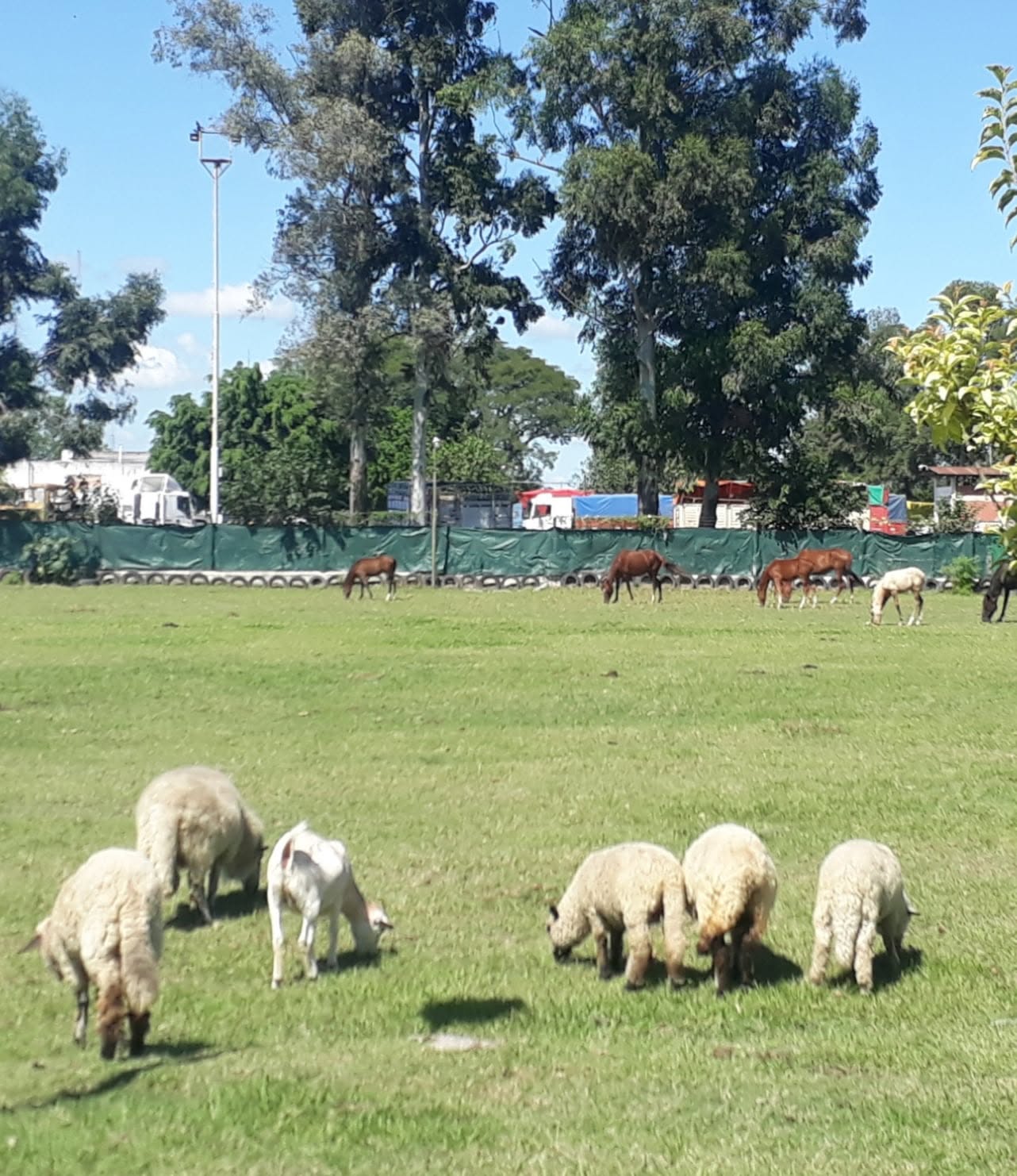 Animales de la granja en los espacios verdes de El Sembrador